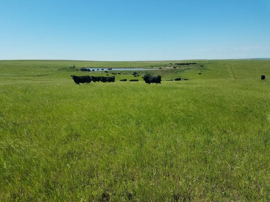 Raising Beef with Care: Why Grass-Fed, Grain-Finished is Best for Cattle and the Land