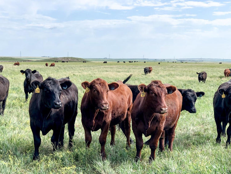 Haun Ranch Beef